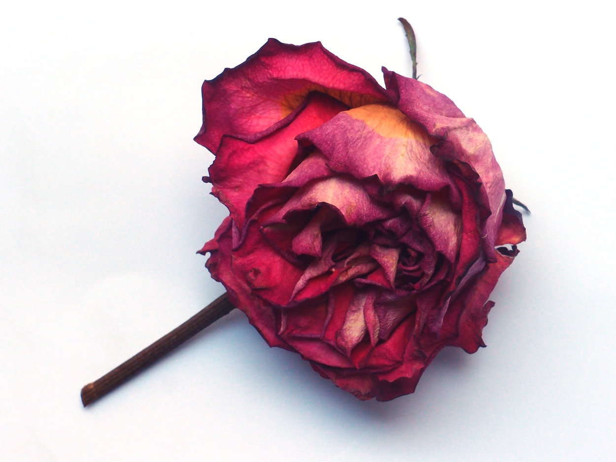 2018-03-08 Budded Roses